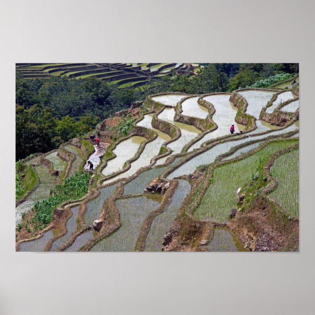 Famous yuanyang Rice Terraces - Yunnan, China Poster (Front)