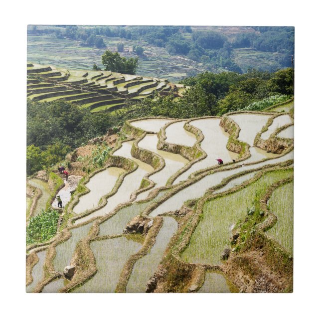 Famous yuanyang Rice Terraces - Yunnan, China Tile (Front)