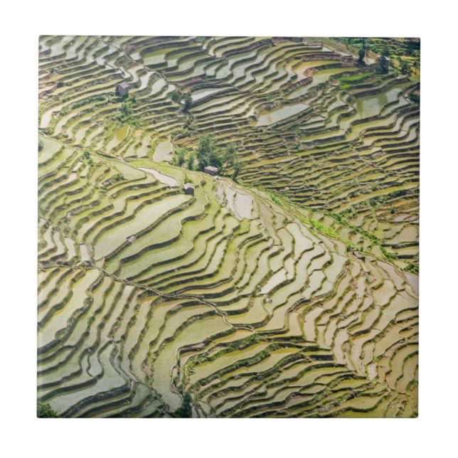 Famous yuanyang Rice Terraces - Yunnan, China Tile (Front)