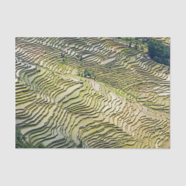 Famous yuanyang Rice Terraces - Yunnan, China Tissue Paper (Front)