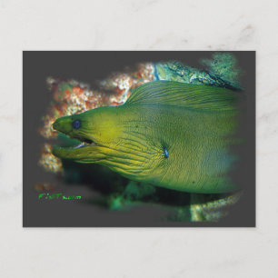 Famouse Green Moray Eel Postcard