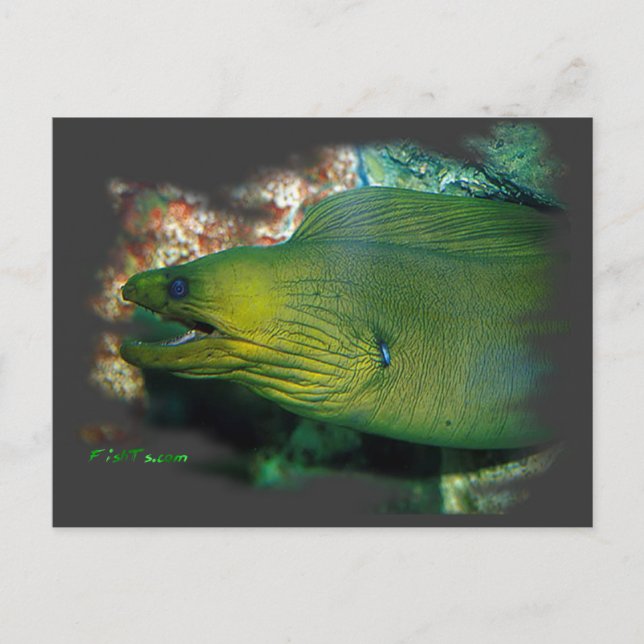 Famouse Green Moray Eel Postcard (Front)