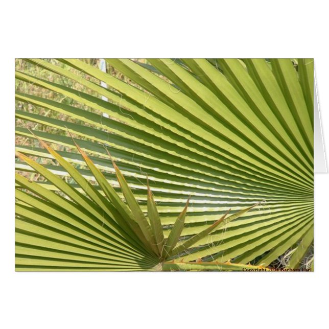 Fan palms (Front Horizontal)