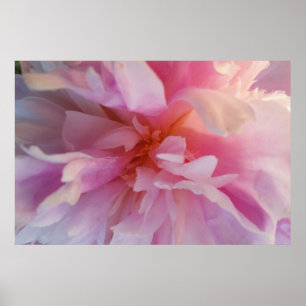 Fanciful Peachy-Pink Peony: Large Format Print