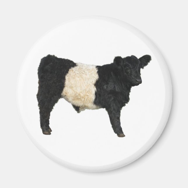 Fancy an Oreo? Belted Galloway Cow Magnet (Front)