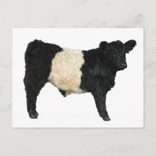 Fancy an Oreo? Belted Galloway Cow Postcard