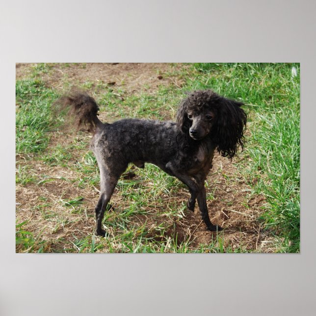 Fancy Black Toy Poodle Boy Poster (Front)