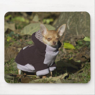 Fancy Chihuahua Mouse Mat