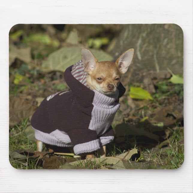 Fancy Chihuahua Mouse Mat (Front)