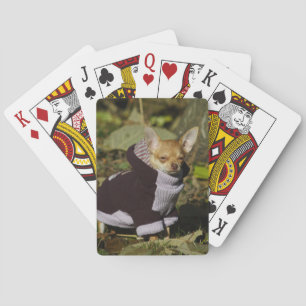 Fancy Chihuahua Playing Cards