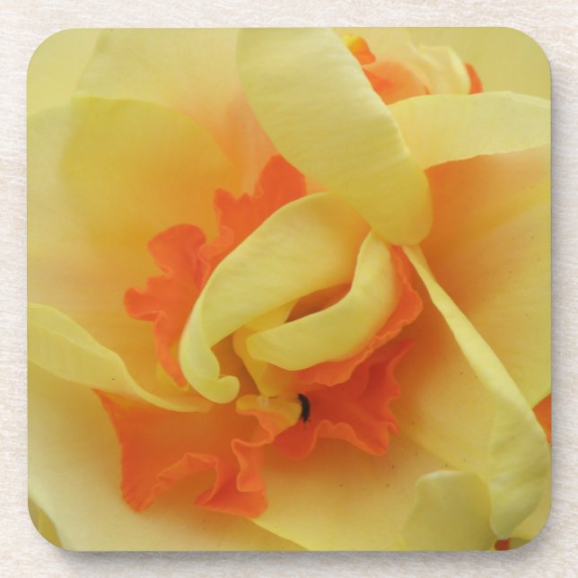 Fancy Daffodil Cork Coaster (Front)