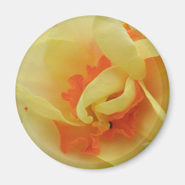 Fancy Daffodil Magnet (Front)