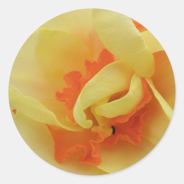 Fancy Daffodil Sticker (Front)