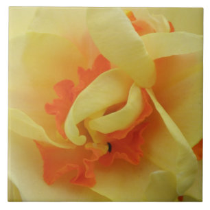 Fancy Daffodil Tile