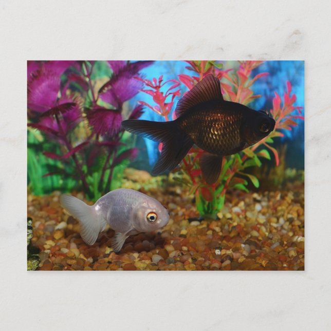 Fancy Goldfish Lionhead Black Moor Postcard (Front)