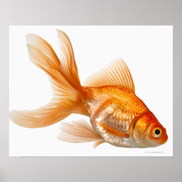 Fancy Goldfish Poster Zazzle.co.uk