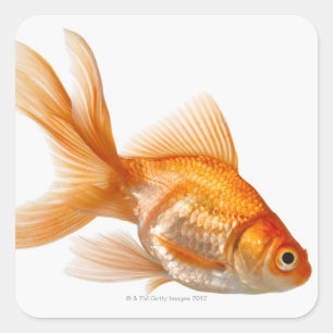 Fancy Goldfish Square Sticker