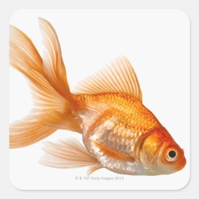 Fancy Goldfish Square Sticker (Front)