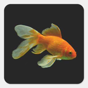 Fancy Goldfish Stickers