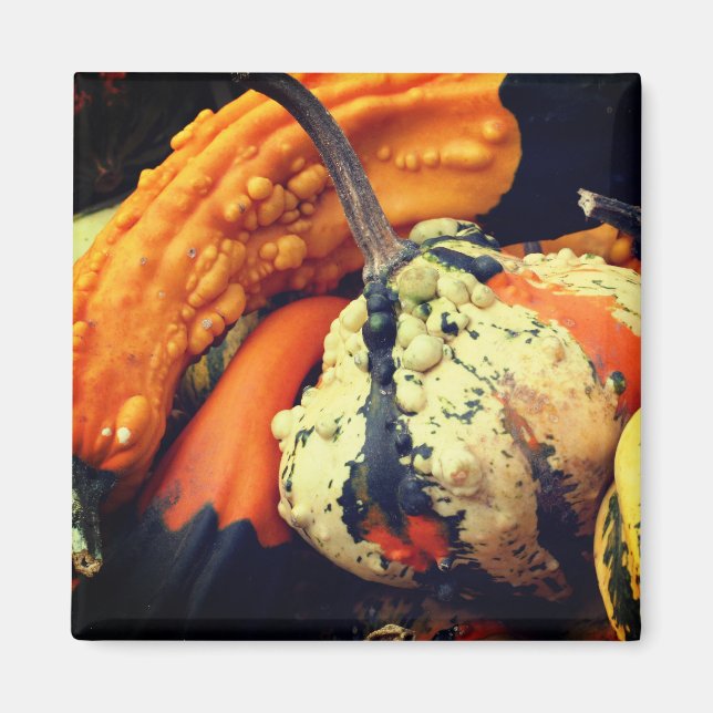 Fancy Gourds Nature Photography Magnet (Front)