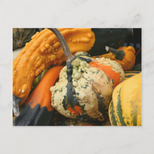 Fancy Gourds Nature Photography Postcard