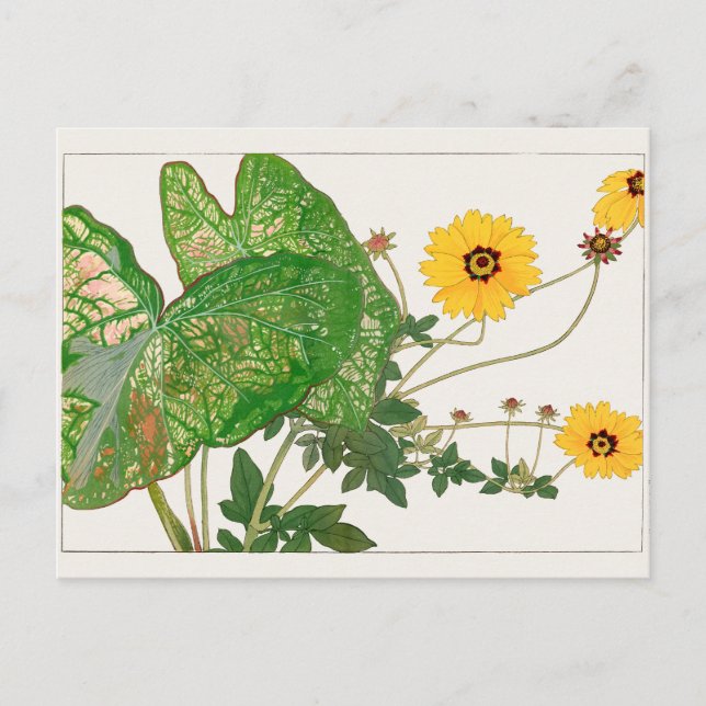 Fancy-leafed caladium, Coreopsis by Tanigami Konan Postcard (Front)