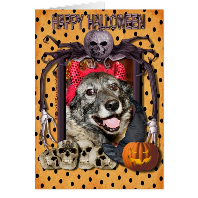 Fancy - Norwegian Elkhound - Salsman (Front)