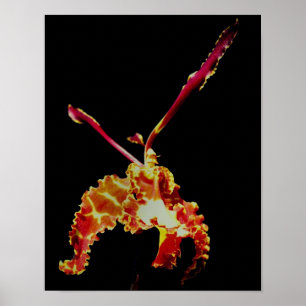 Fancy Orchid Flower Poster