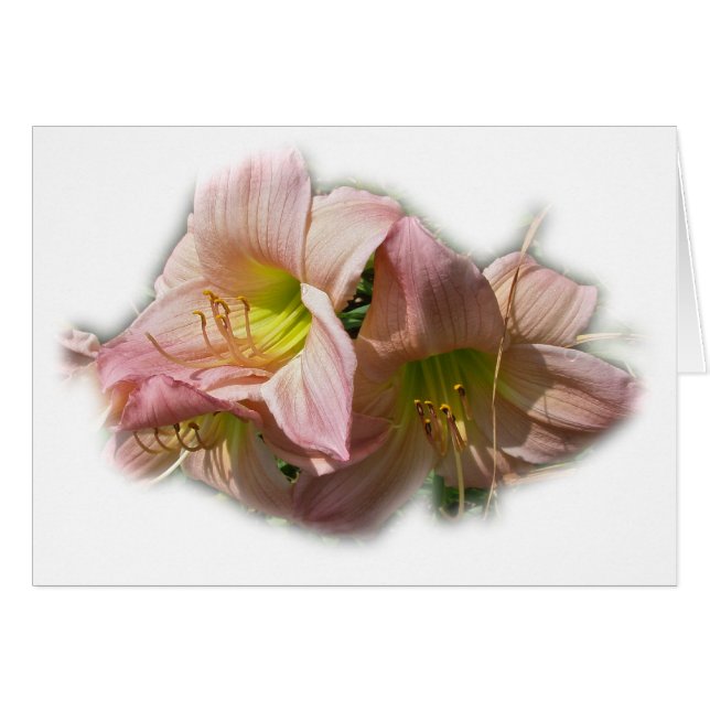 Fancy Pink Daylilies (Front Horizontal)