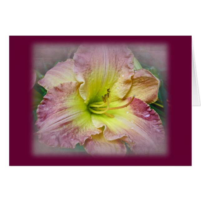 Fancy Pink Daylily Blossom (Front Horizontal)