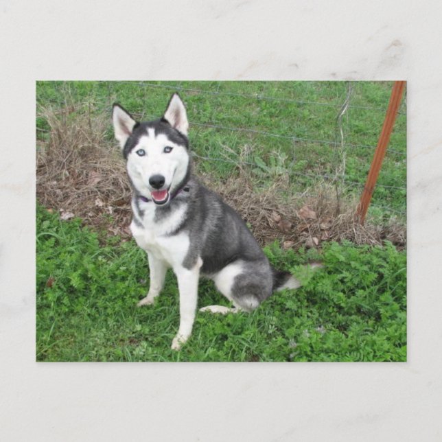 Fancy Postcard (Front)