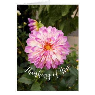 Fancy Purple and White Dahlia Thinking of You Card