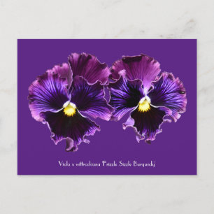 Fancy Purple Pansies Collectable Postcards