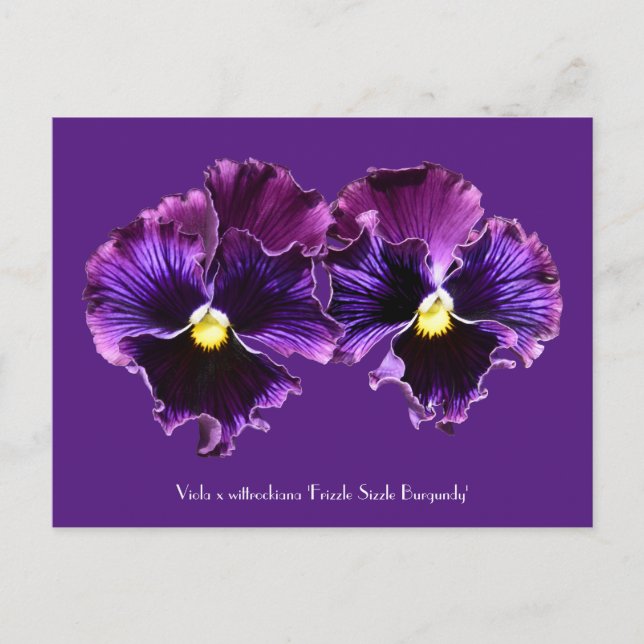 Fancy Purple Pansies Collectable Postcards (Front)