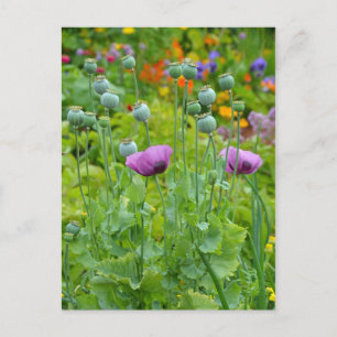 Fancy purple poppies postcard