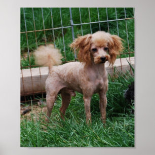 Fancy Red Apricot Toy poodle boy Poster