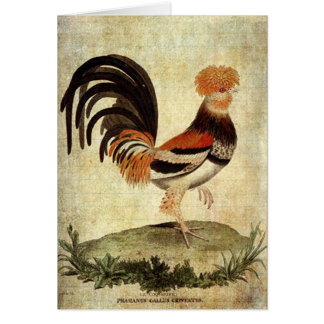 Fancy Rooster (Front)