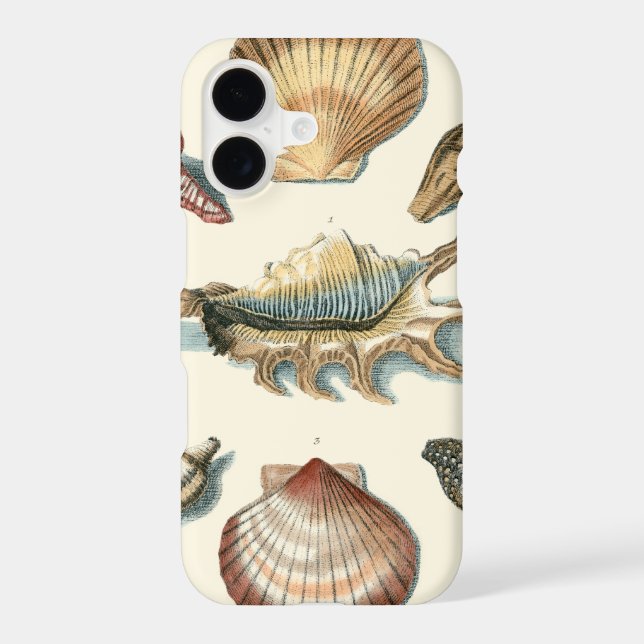 Fancy Shell Beach (Back)