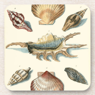 Fancy Shell Beach Coaster