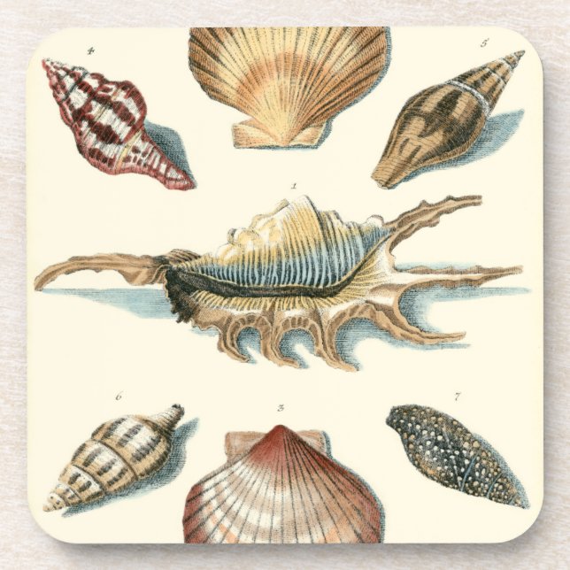 Fancy Shell Beach Coaster (Front)