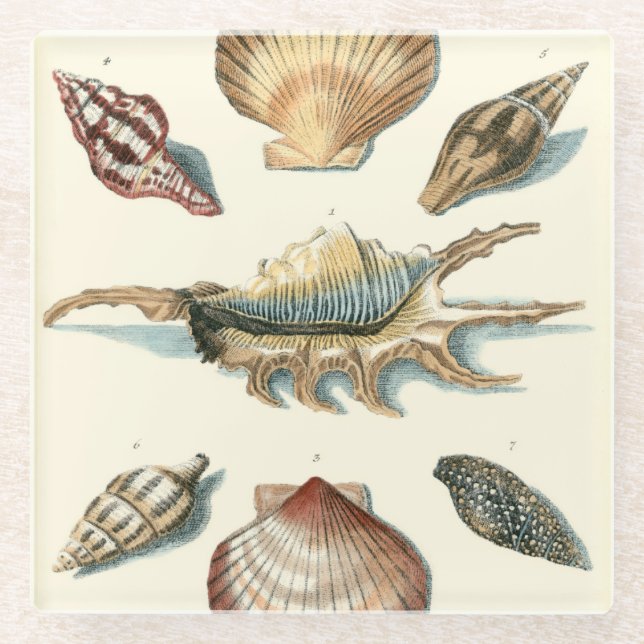 Fancy Shell Beach Glass Coaster (Front)