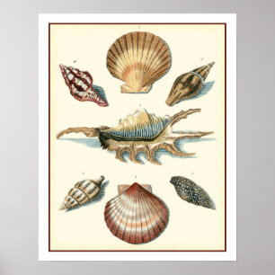 Fancy Shell Beach Poster