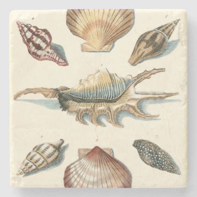 Fancy Shell Beach Stone Coaster (Front)