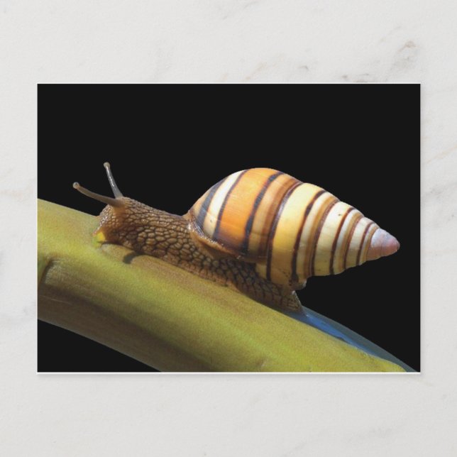 Fancy Snail Postcard (Front)