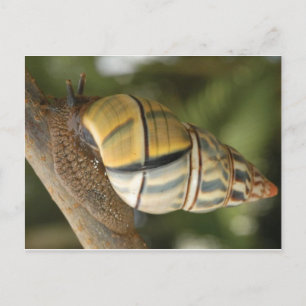 Fancy Snail Postcard