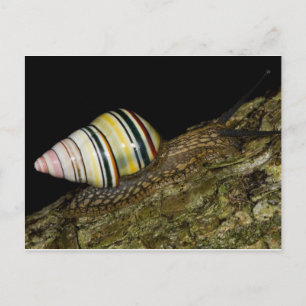 Fancy Snail Postcard