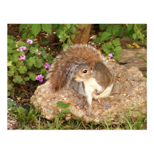Fancy Squirrel Postcard