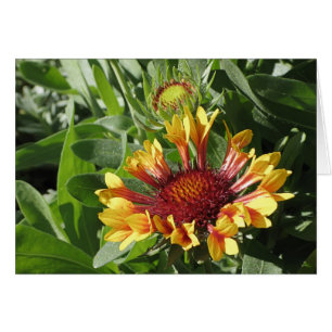 Fanfare Blanket Flower