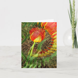 Fanned Tulip...... Card