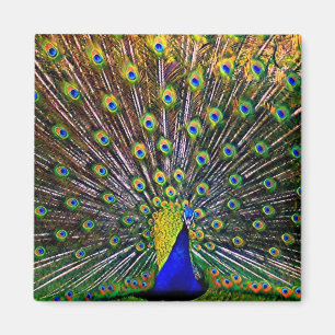 Fanning Peacock Magnet